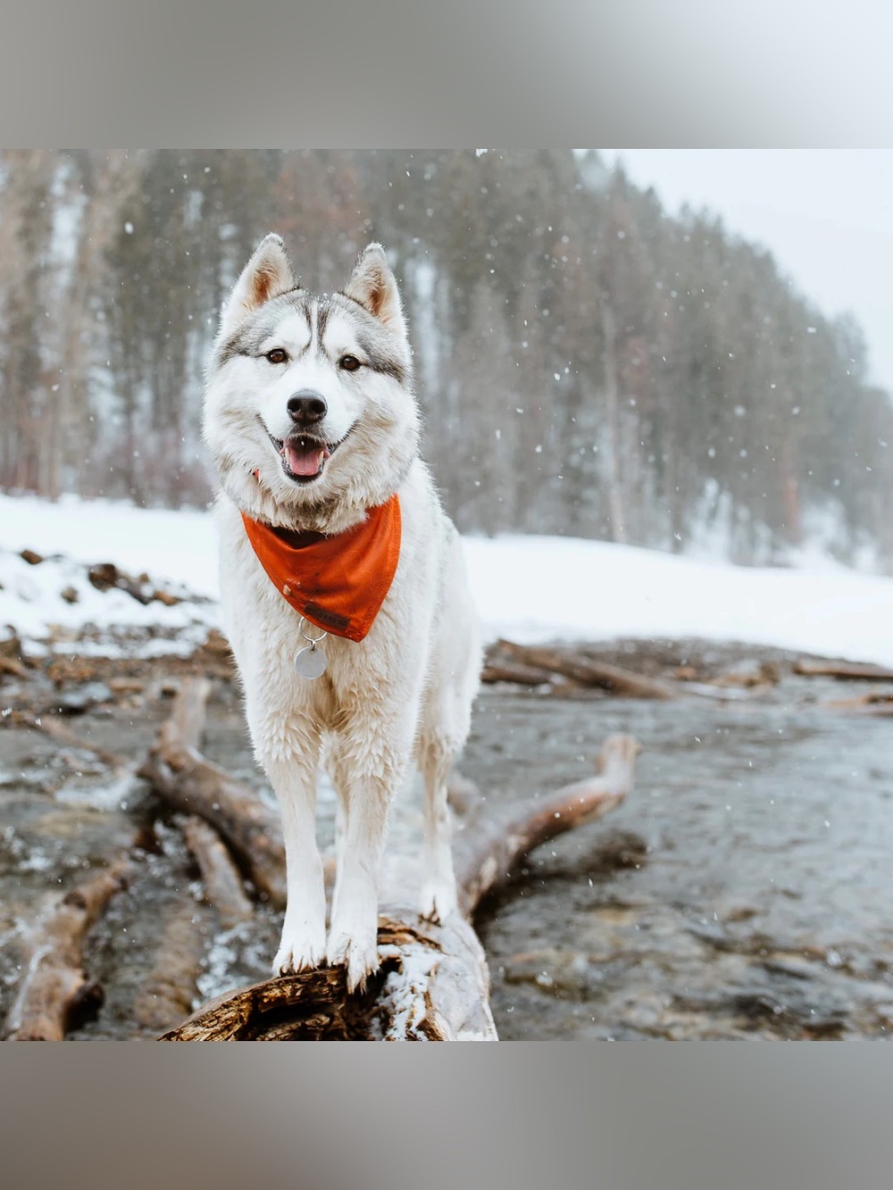 Brand New! Wilderdog Cooling Dog Bandana - Orange Topo